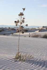 Nationalpark White Sands in New Mexico, USA                             